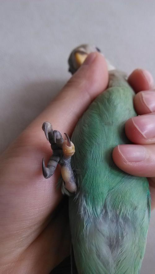 求助,急,牡丹鹦鹉的脚也肿起来好像疼不太敢站有时候都一只脚站