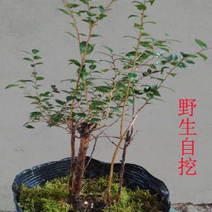 乌饭树苗南烛树苗西烛叶乌米饭野蓝莓 盆景树桩