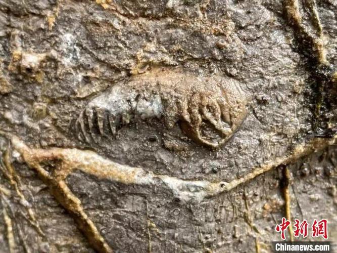 河北邯郸发现奥陶纪角石古生物化石群体