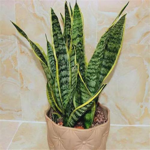 家庭养虎皮兰,摆放位置有讲究,难怪你家的叶子软绵无力还长歪