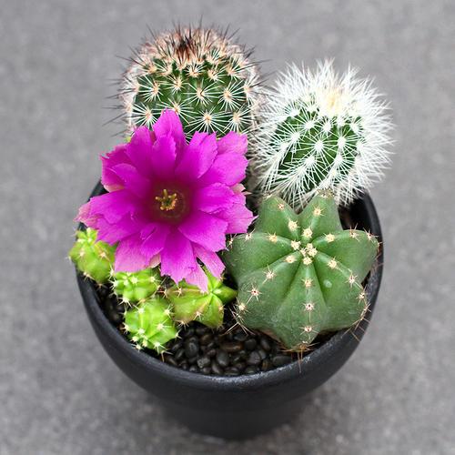 蜗牛多肉坊 橙宝山 无刺仙人球 群生 超大 橙宝山多肉