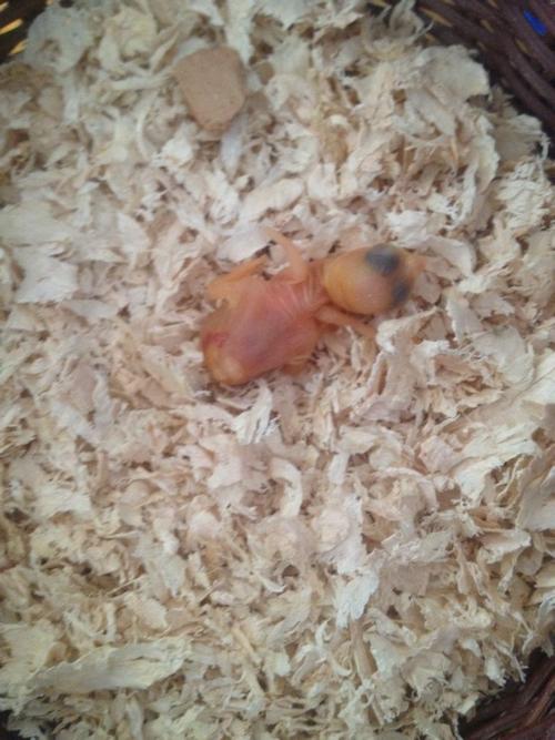 文鸟雏鸟怎么喂,救救可怜的小家伙吧