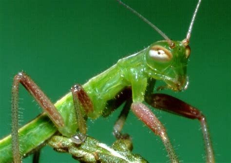 昆虫中又像螳螂,又像竹节虫的物种,螳39目(昆虫纲二