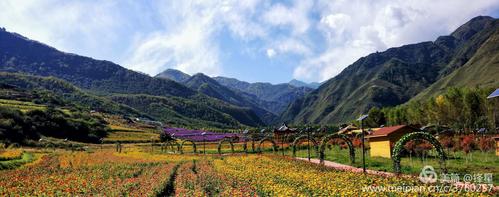 民和县七里花海