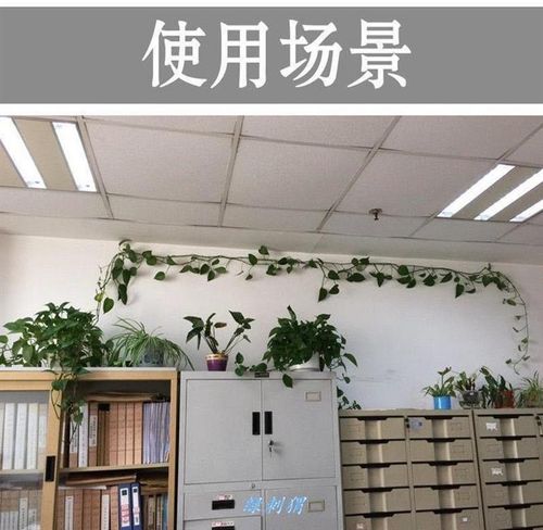 固定绿萝家用藤蔓扣环卡扣贴物爬墙双面墙上理线器