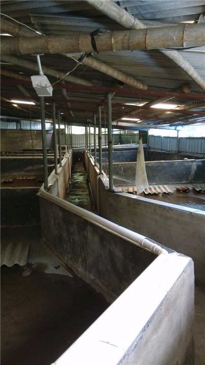 福建石蛙生态养殖场|福建棘胸蛙养殖