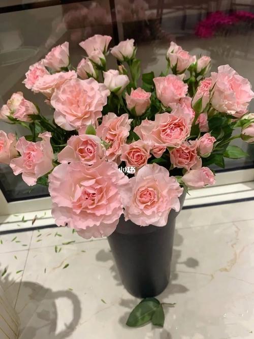 每天认识一种花材 人鱼公主多头泡泡玫瑰_种花_玫瑰花