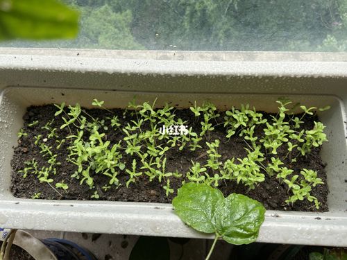 菊花发芽了 但是太多了!_菊花_盆栽_种子盆栽_家居家装_家居装饰