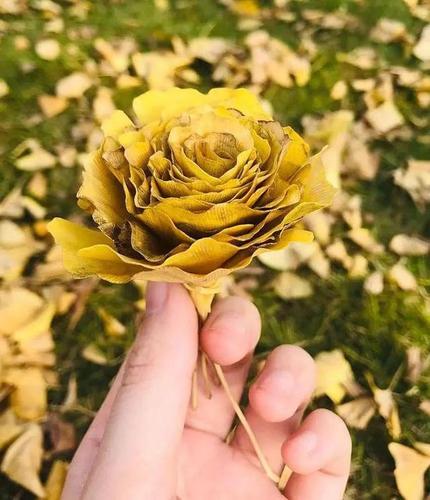 万物皆可手工,一起来用银杏叶做蝴蝶和玫瑰花吧