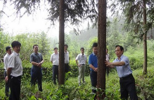 [工作动态]省林业厅纪检组长王鹰柏一行来攸考察国有林和森林公园建设