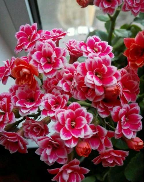 大宝是长寿花力的红色系大花经典品种,这个品种花瓣带白色花边,看起来