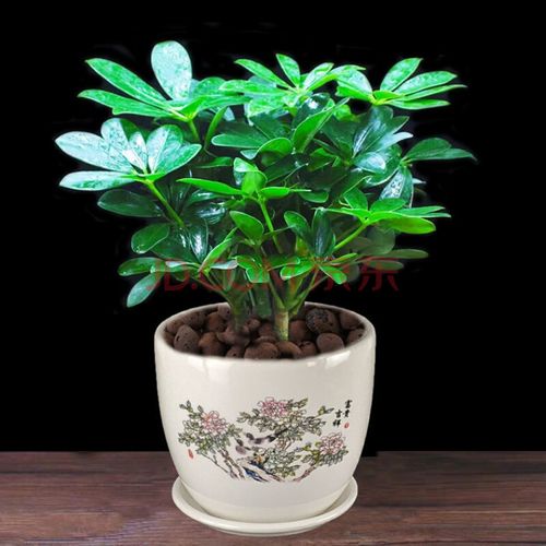 【精选】四季常青八方来财鸭脚木室内阳台桌面绿植盆栽花卉发财树苗树