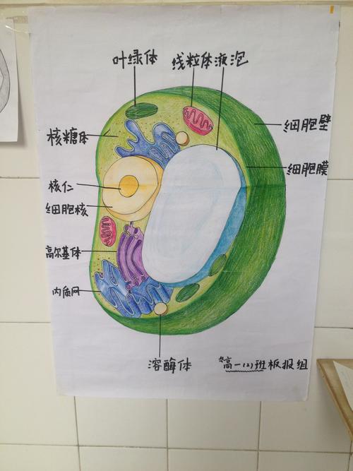 为加深学生对细胞内部结构的认识,并培养学生的动手