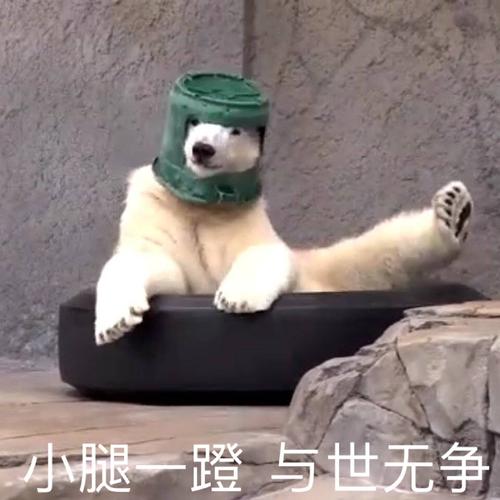 小腿一蹬与世无争北极熊表情包