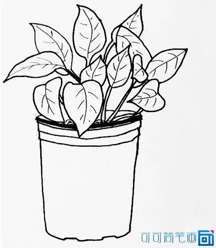 绿萝生长过程简笔画 (第1页)