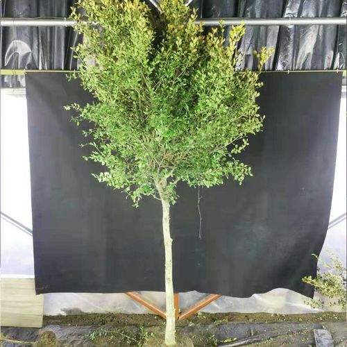 黄杨树庭院地栽旺宅风水植物常青小叶瓜子黄杨老桩大