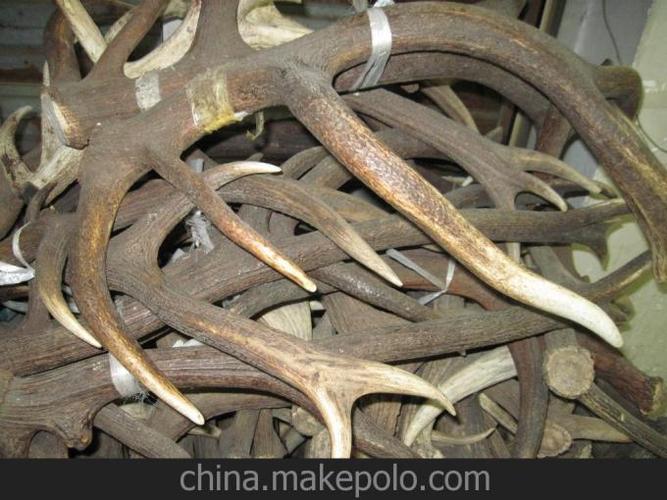 家养褐色花纹马鹿角整只