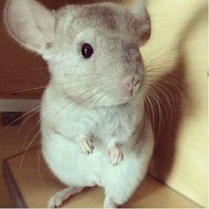 龙猫为什么会叫养龙猫为什么不吉利