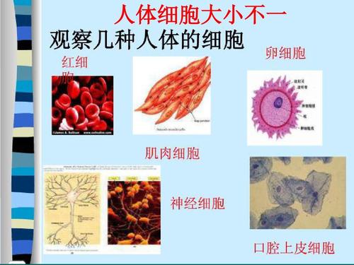 人体细胞大小不一 chenhua human anatomy