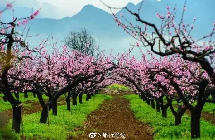 为遇见美好体会那涌动的春潮~#西安旅行#  而依山傍水的王莽万亩桃园