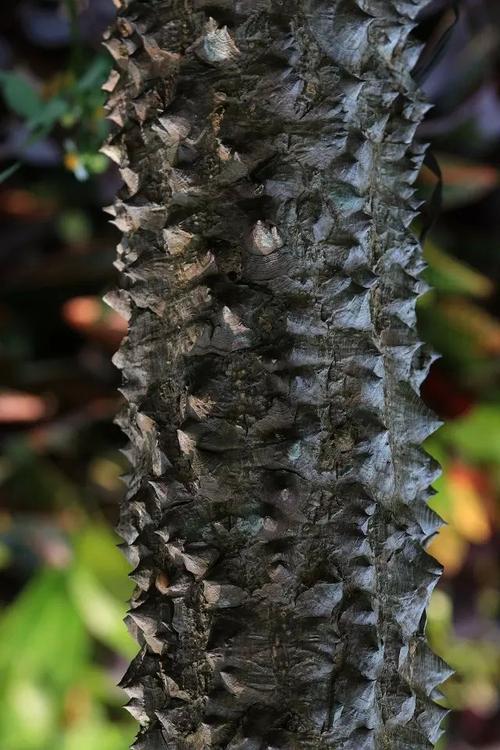 这是什么树啊长了好多的刺?