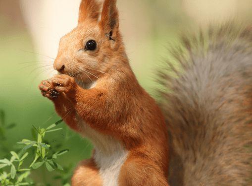 性格决定命运!研究发现:松鼠的个性会影响其生存和繁殖能力