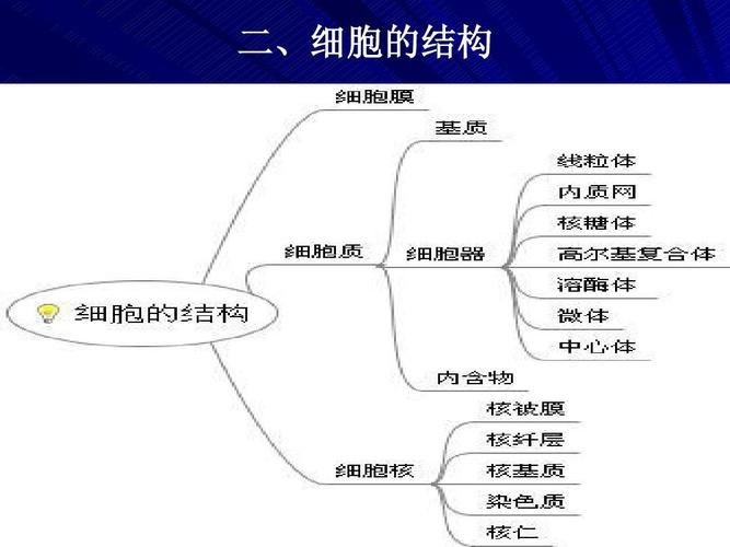 结缔组织2ppt