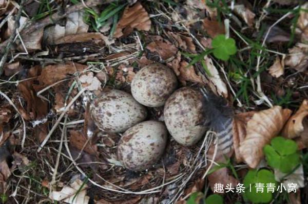 故事女子救了一窝蛇蛋一年后有天夜里群蛇咬死她嫂子