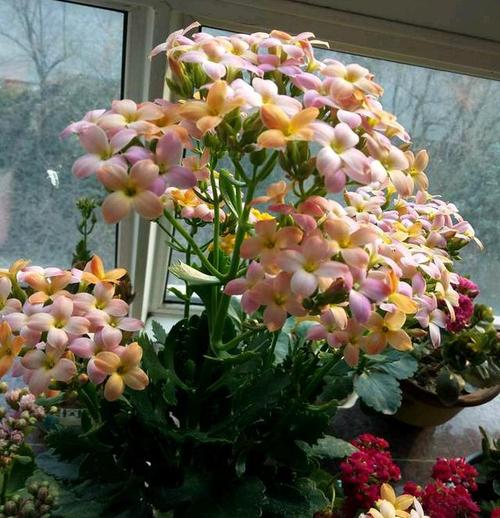 10种长寿花非常爱开花花苞多得数不完堪称开花小霸王