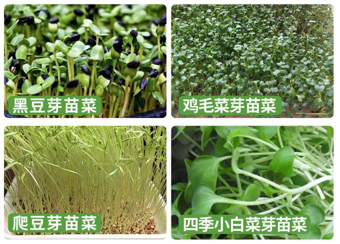 批发小黑豆种子肾形小黑豆种芽菜豆苗水培蔬菜豆豉专用芽苗菜种子