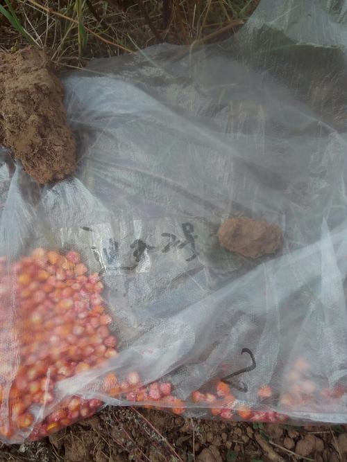 蟠猫乡2017年玉米品种展示(第二个点)