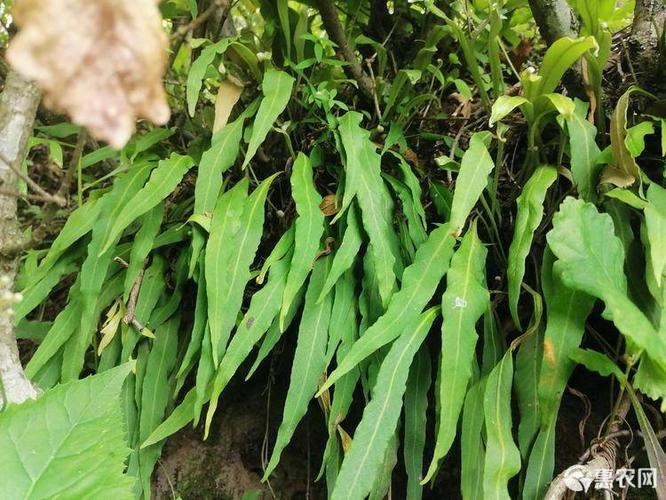 石韦草又名肾精茶关东有茶名曰肾精