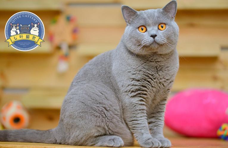 七叶英短猫舍英国短毛猫蓝白蓝猫宠物猫摄影图