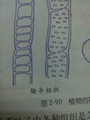 哪个是导管哪个是筛管