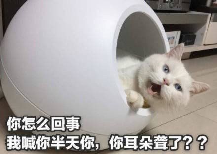 你怎么回事我喊你半天你,你耳朵聋了?(猫咪表情包)