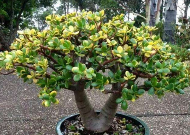 玉树根部腐烂叶片脱落注意5点可最大化避免