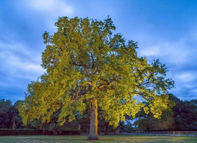 艾德恩·霍马克先生最钟爱橡树被摄影师收录于作品集
