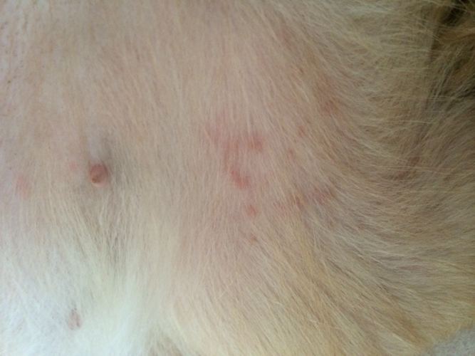 金毛狗狗的了螨虫