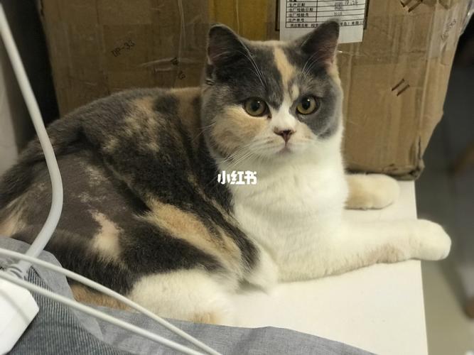 英短三花_英短_宠物_猫