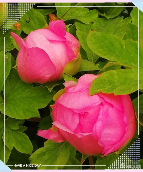 百花丛中最娇艳,牡丹花展现广州.谭谭 琦琦 摄影及整理2018年春节