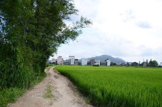 2013年5月26-29 在家 (漂亮的乡下夏天风光)