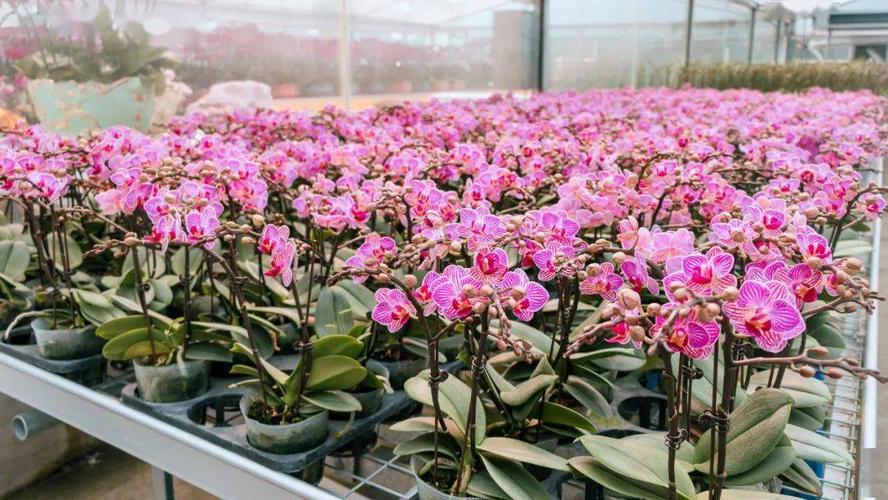 里水镇: 在里水,大规模种植的年花有蝴蝶兰,百合花等,主要集中在万顷