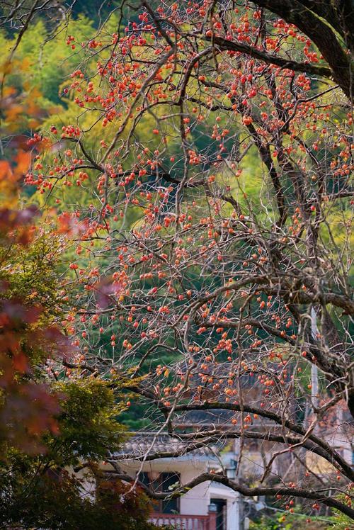 丹山赤水,柿林村,靠两棵600年古柿树成名