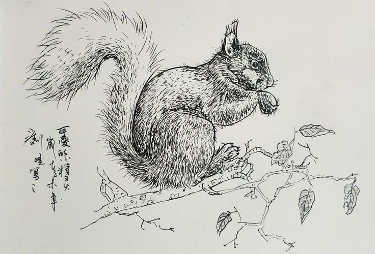 刘晛松鼠钢笔线描写生
