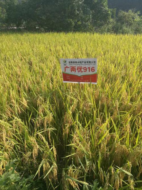 广两优916是袁粮精心优选的一个多穗形高抗优质的一个全新的水稻新