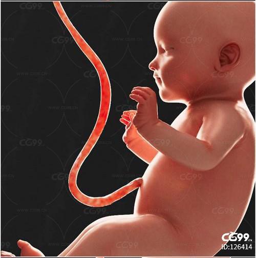 婴儿脐带胎儿母胎