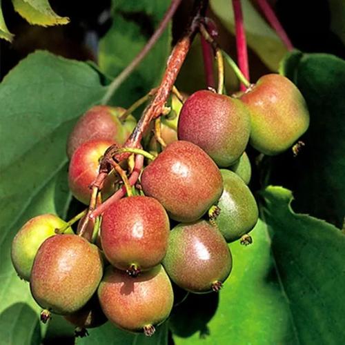 软枣猕猴桃之 日内瓦(雌株)