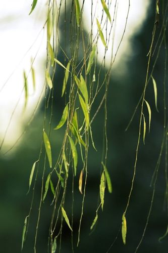 2010年最后的叶子们