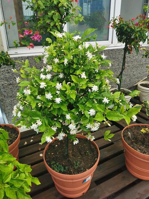 茉莉花最香的品种,花开一朵,满屋子飘香,开花勤快