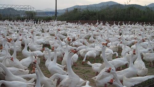 鹅的身体构造,这些你都了解吗,带你走进鹅的世界